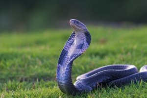 梦见蛇是什么意思？有什么预兆？