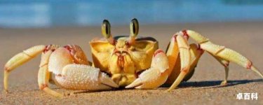 螃蟹吃什么食物