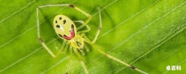 笑脸蜘蛛有毒吗
